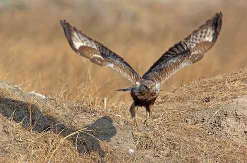 遨游天空 毛脚狂奔放飞翔