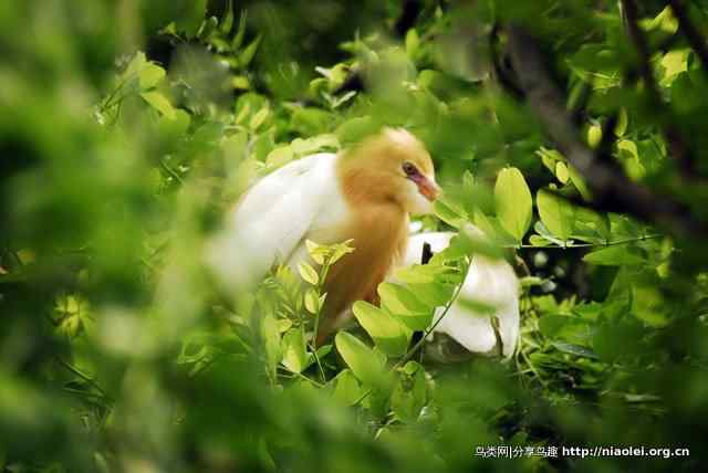 洞庭湖地区夏候鸟:牛背鹭