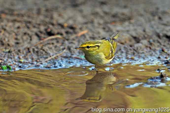 黄腰柳莺（17）