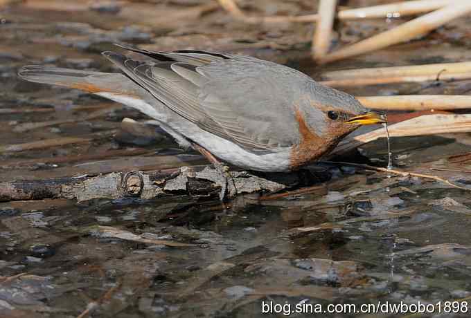 赤颈鸫和珠颈斑鸠