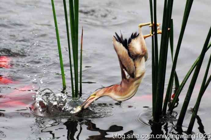 黄苇鳽捕鱼片段节选