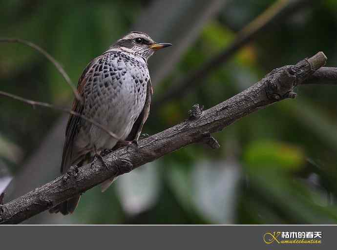 斑鸫&bull;宝兴歌鸫&bull;乌灰鸫【实拍】