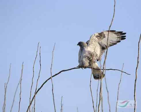 鵟的百变羽色——浅灰型