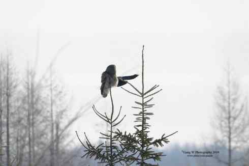 [组图]乌鸦驱赶乌林鸮