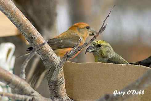 专吃果实的交嘴雀