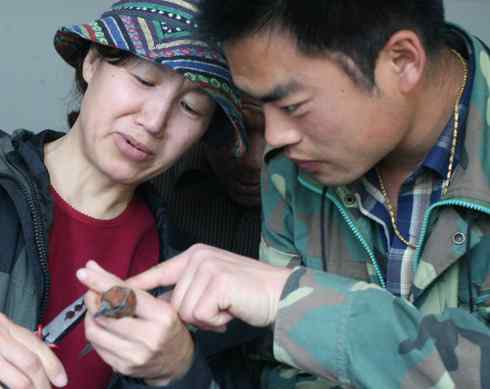 交嘴雀的美丽人生 交嘴雀的美丽人生