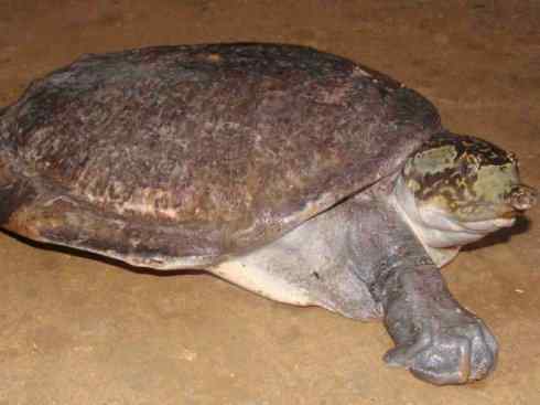 玄武：传说的兽原型探秘（鳖）