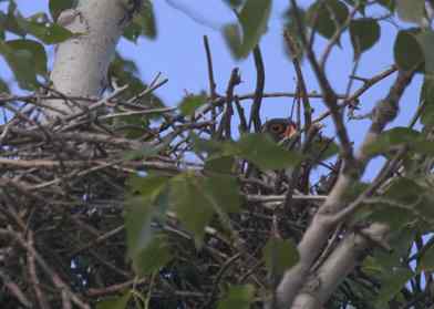 “猛张飞”阿穆尔隼 “猛张飞”阿穆尔隼