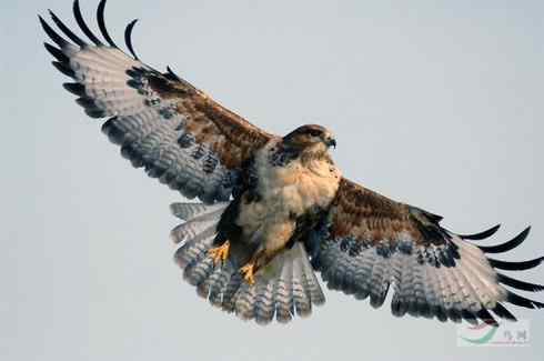 2008，鵟野之冬电视连续剧