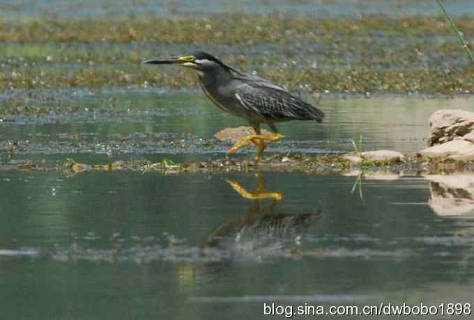 冒酷暑寻拍绿鹭 wbr长途奔袭古北口