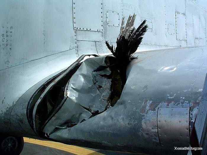 [组图]飞机被鸟撞得稀里哗啦