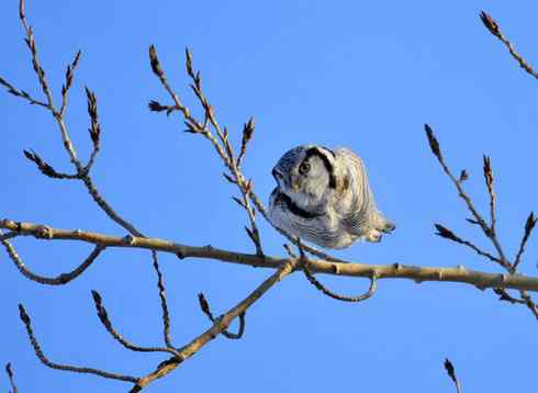 大炮对准大庆猛鸮