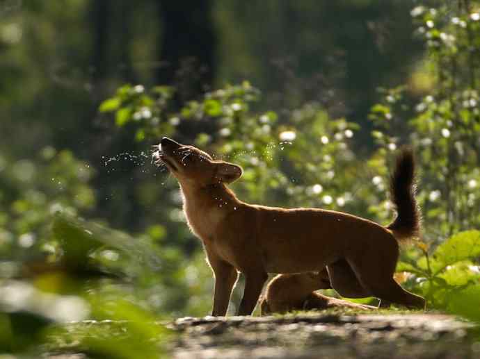 犬科：薮犬亚科豺属之豺