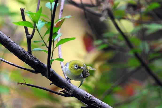 红胁绣眼鸟(8) 红胁绣眼鸟(8)