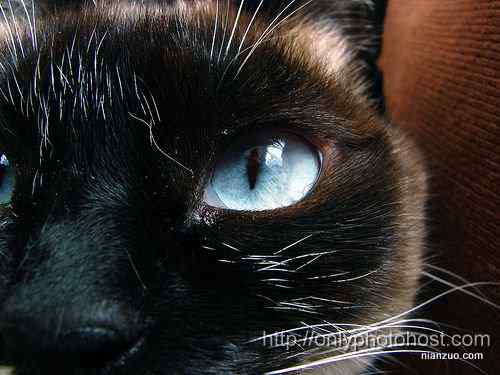 [组图]欣赏动物的眼睛