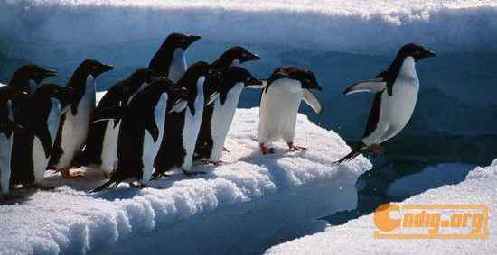 [组图]沃尔夫(Wolfe)动物摄影艺术精选