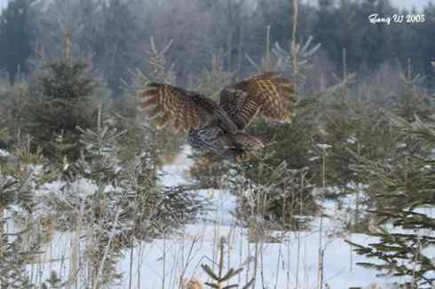 图说乌林鸮的消音器