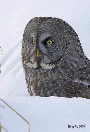 猫头鹰乌林鸮的”雷达系统”