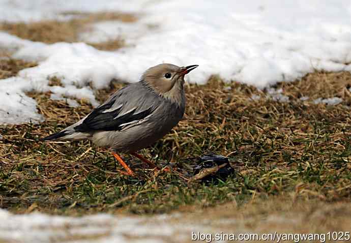 丝光椋(liang)鸟 丝光椋(liang)鸟