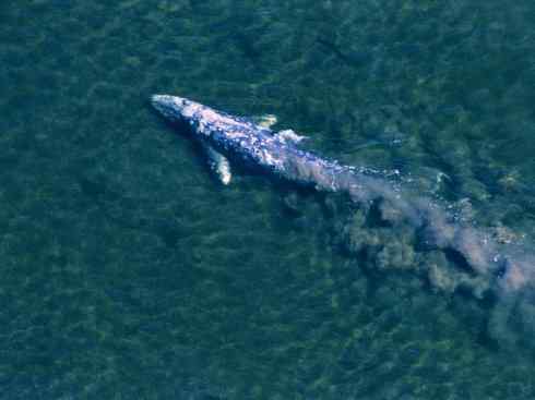 自然奇观：动物大迁徙(须鲸类)