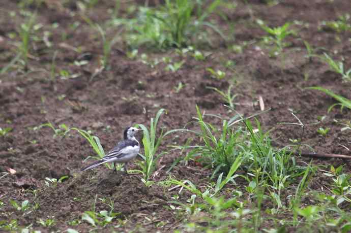 摄鸟拾趣（八） wbr白鹡鸰 wbr2012.07