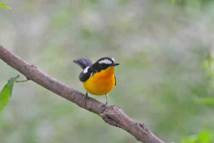 雄性白眉姬鹟（15）