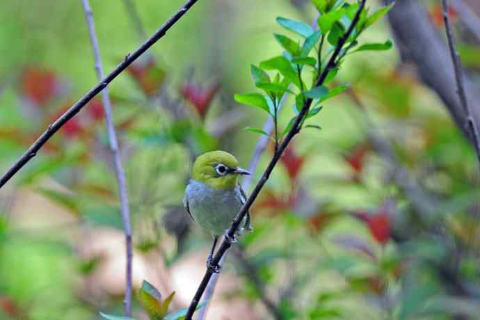 红胁绣眼鸟(8) 红胁绣眼鸟(8)
