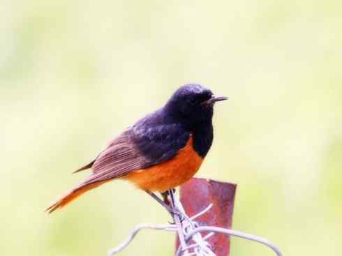 美丽无罪：雀鸟之红尾鸲