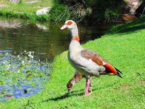 家禽驯化之源之三