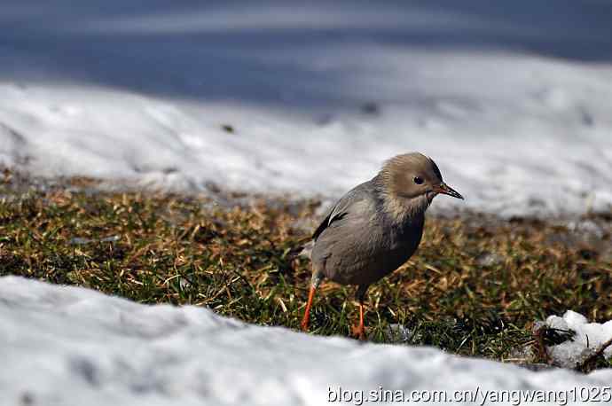 丝光椋鸟 wbr3 丝光椋鸟 wbr3