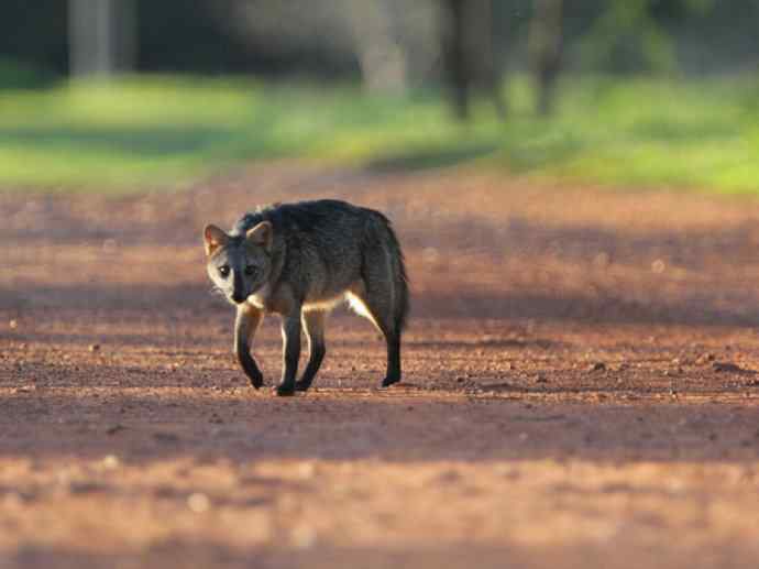 犬科：狐亚科食蟹狐属之食蟹狐