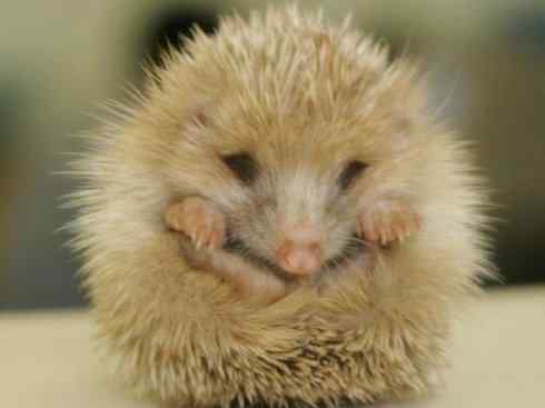 动物世界：山寨还是原创之三