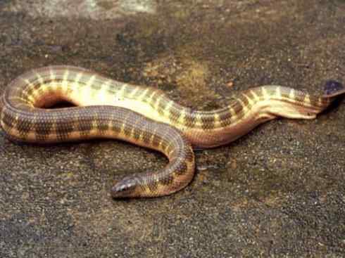 龙:传说的兽原型探秘(海蛇类) 龙:传说的兽原型探秘(海蛇类)