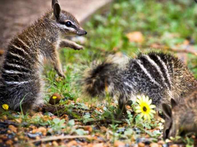 盘点十二大著名食蚁动物:袋食蚁兽 盘点十二大著名食蚁动物:袋食蚁兽