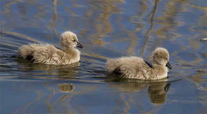 圆明园黑天鹅和她新出生的小宝宝