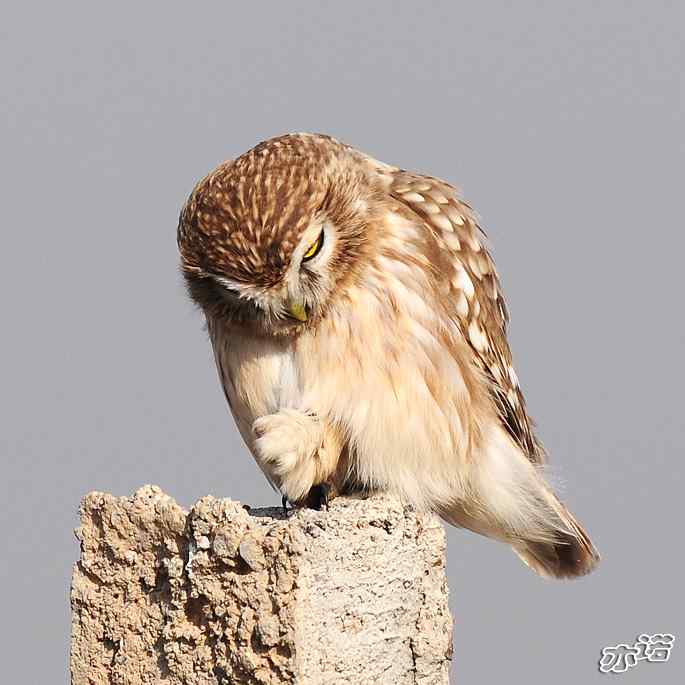 官厅水库&nbsp;wbr路&nbsp;wbr练桩的纵纹腹小鸮