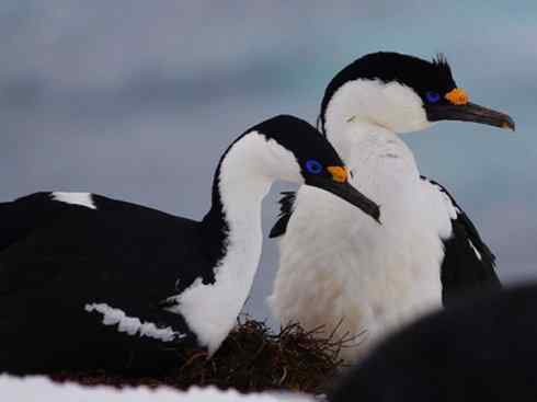 奇特的盔:雪海燕 奇特的盔:雪海燕