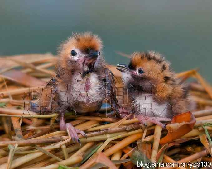 这世界，我来了！任凭风暴漩涡鈥︹Γㄗ橥迹25张图片）