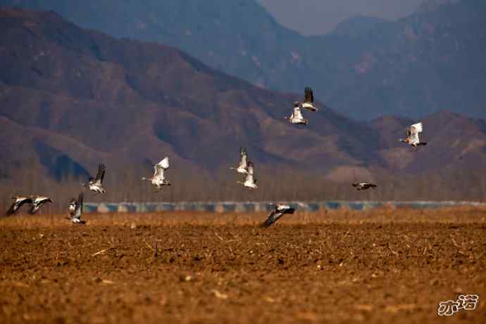 密云水库拍鸟——大鸨、雉鸡和苍鹭