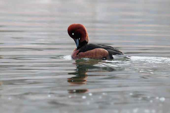 稻香湖的潜鸭☆