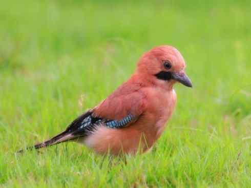 家禽驯化之源之二十九