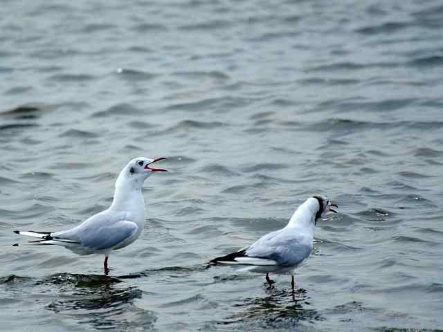 北戴河湿地演绎鸥鹭风情