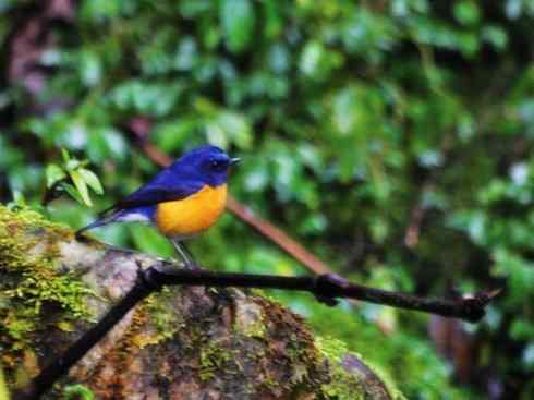 美丽无罪：雀鸟之林鸲