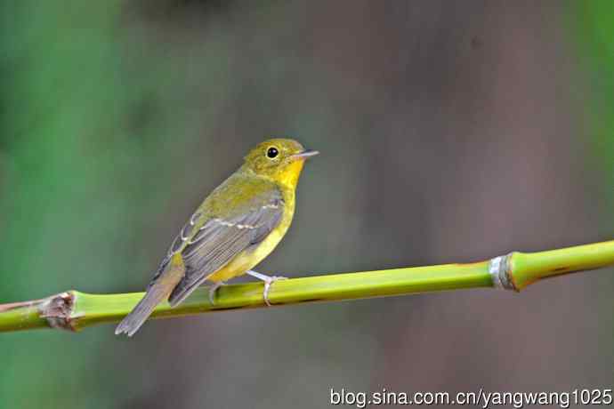 雌性绿背姬鶲（18）