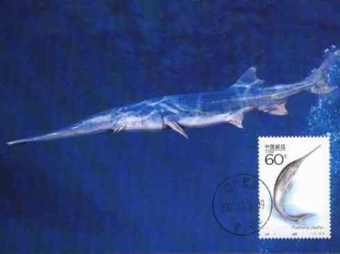 鱼类活化石：匙吻鲟科