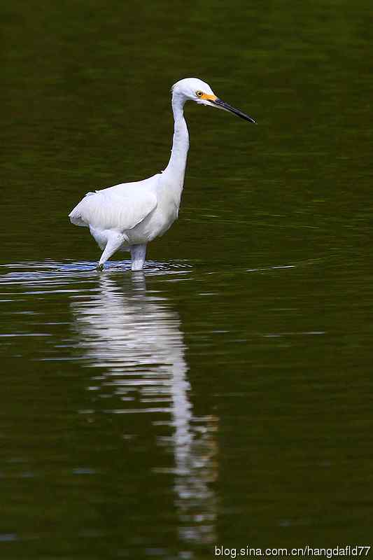 美国鸟类摄影——雪鹭（10）