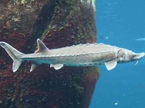 鱼类活化石:中华鲟 鱼类活化石:中华鲟