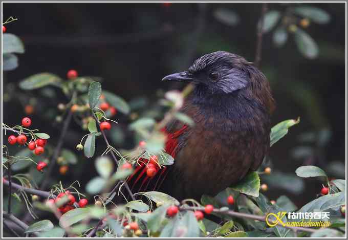 噪鹛系列之四：丽色噪鹛【照片】