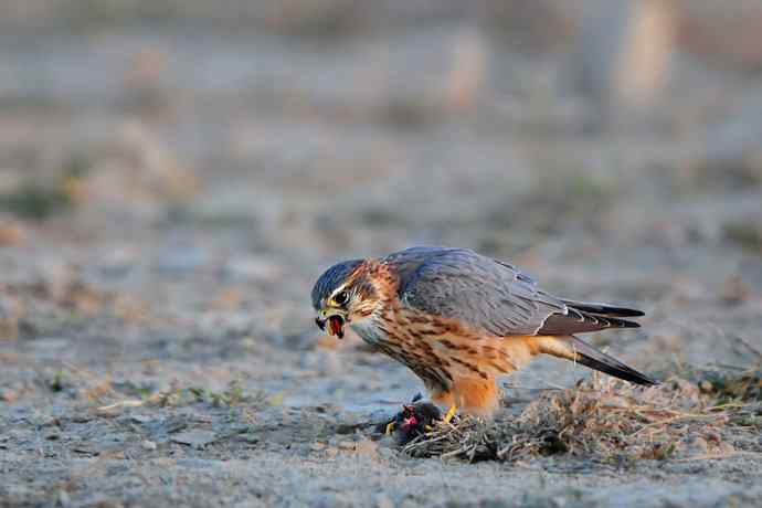 野鸭湖凶悍的灰背隼