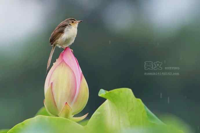四川西昌鸟类摄影——雨中荷花上的褐头鹪莺